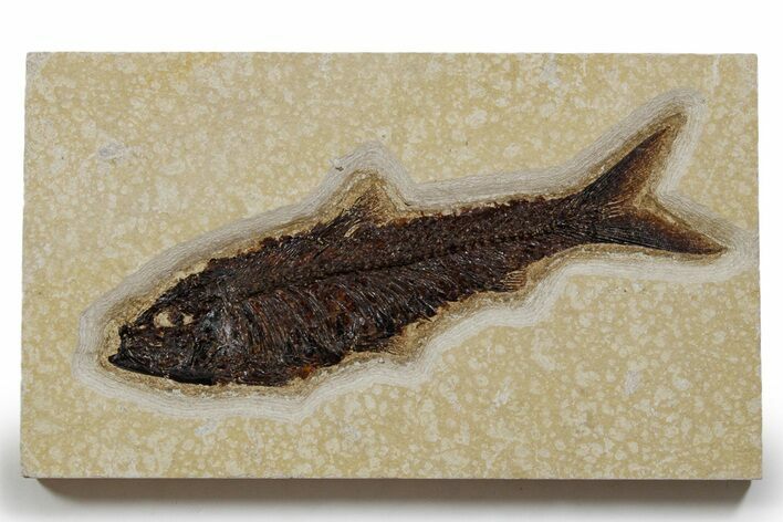 Detailed Fossil Fish (Knightia) - Huge For Species #349267